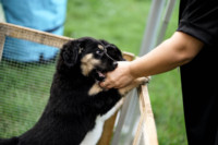 Cím nélküli előnézeti kép. Ennek a képnek nincs leírása.