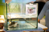 Ennek a képnek nincs leírása.