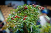 Ennek a képnek nincs leírása.