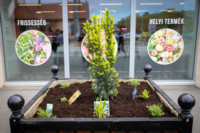 Ennek a képnek nincs leírása.