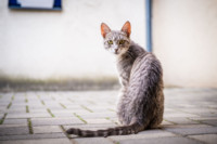Cím nélküli előnézeti kép. Ennek a képnek nincs leírása.